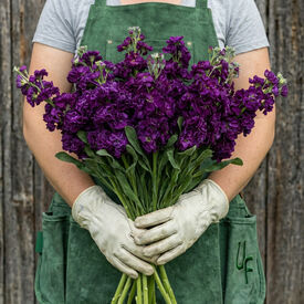 Iron Purple, Stock Seeds